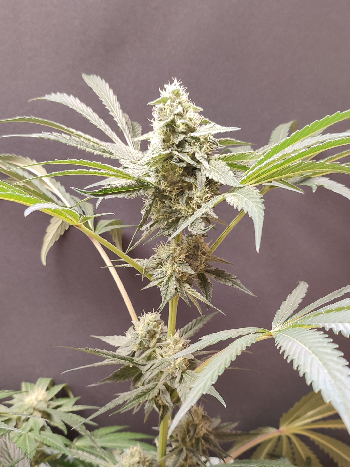 🌿 Seeds of Anarchy – Dancing Sprite (feminized Photoflower seeds)
