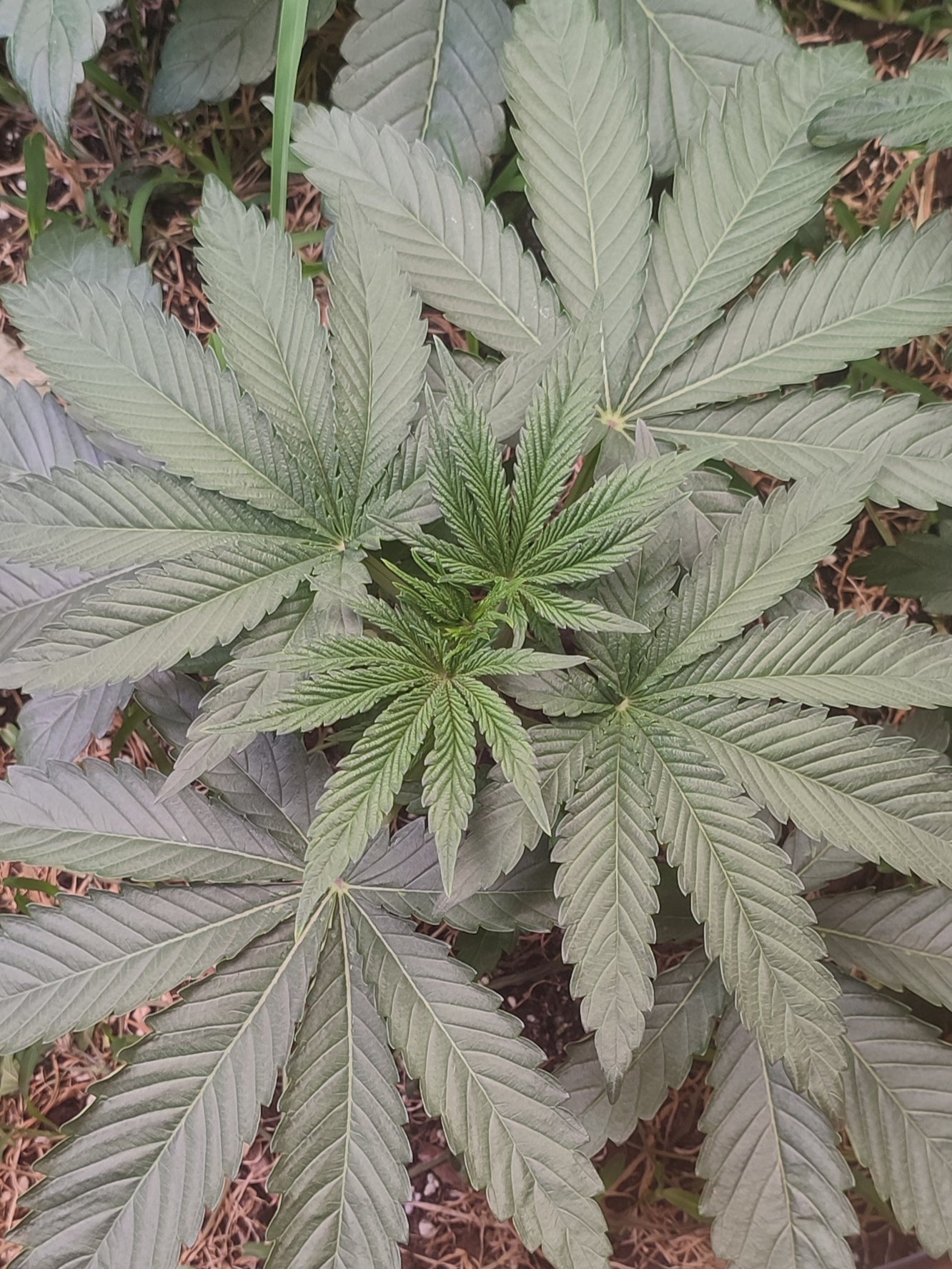 Gunk ein Gush Mints x Spritzer Hybrid, wuchsstarke Cannabis Genetik für Indoor und Outdoor 