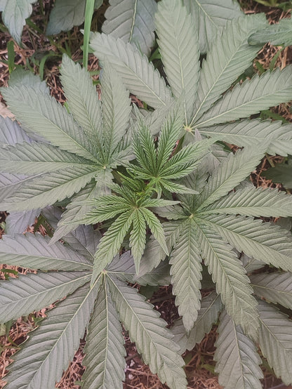 Gunk ein Gush Mints x Spritzer Hybrid, wuchsstarke Cannabis Genetik für Indoor und Outdoor 