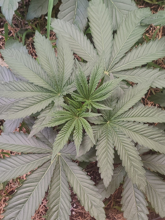 Gunk ein Gush Mints x Spritzer Hybrid, wuchsstarke Cannabis Genetik für Indoor und Outdoor 
