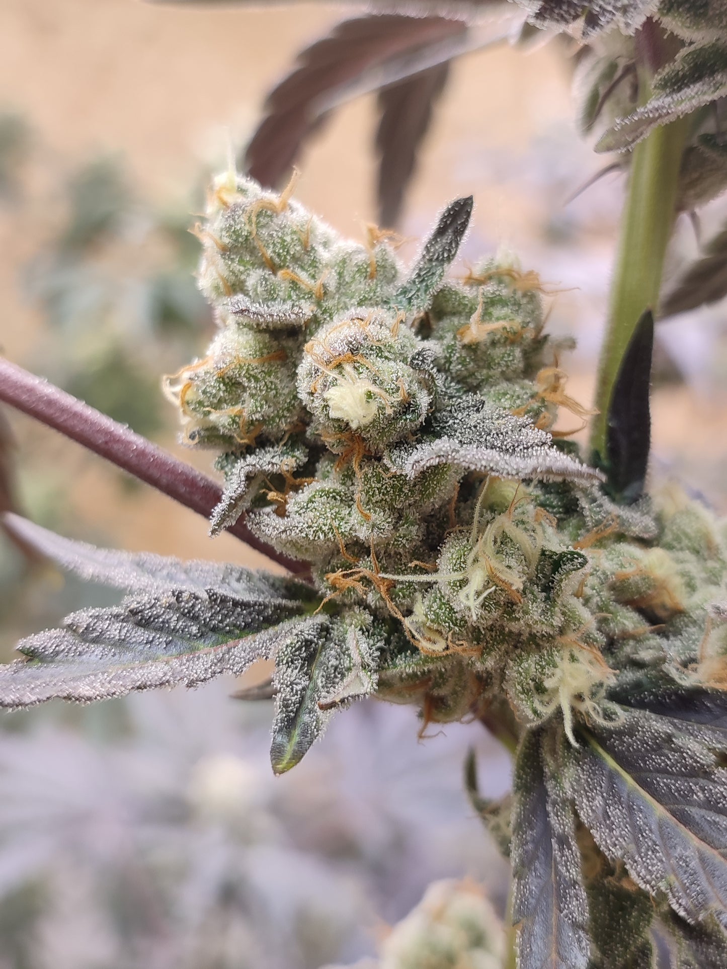 Spice of Life Seeds – Adventure Mix: Sweet Pink Grapefruit Edition