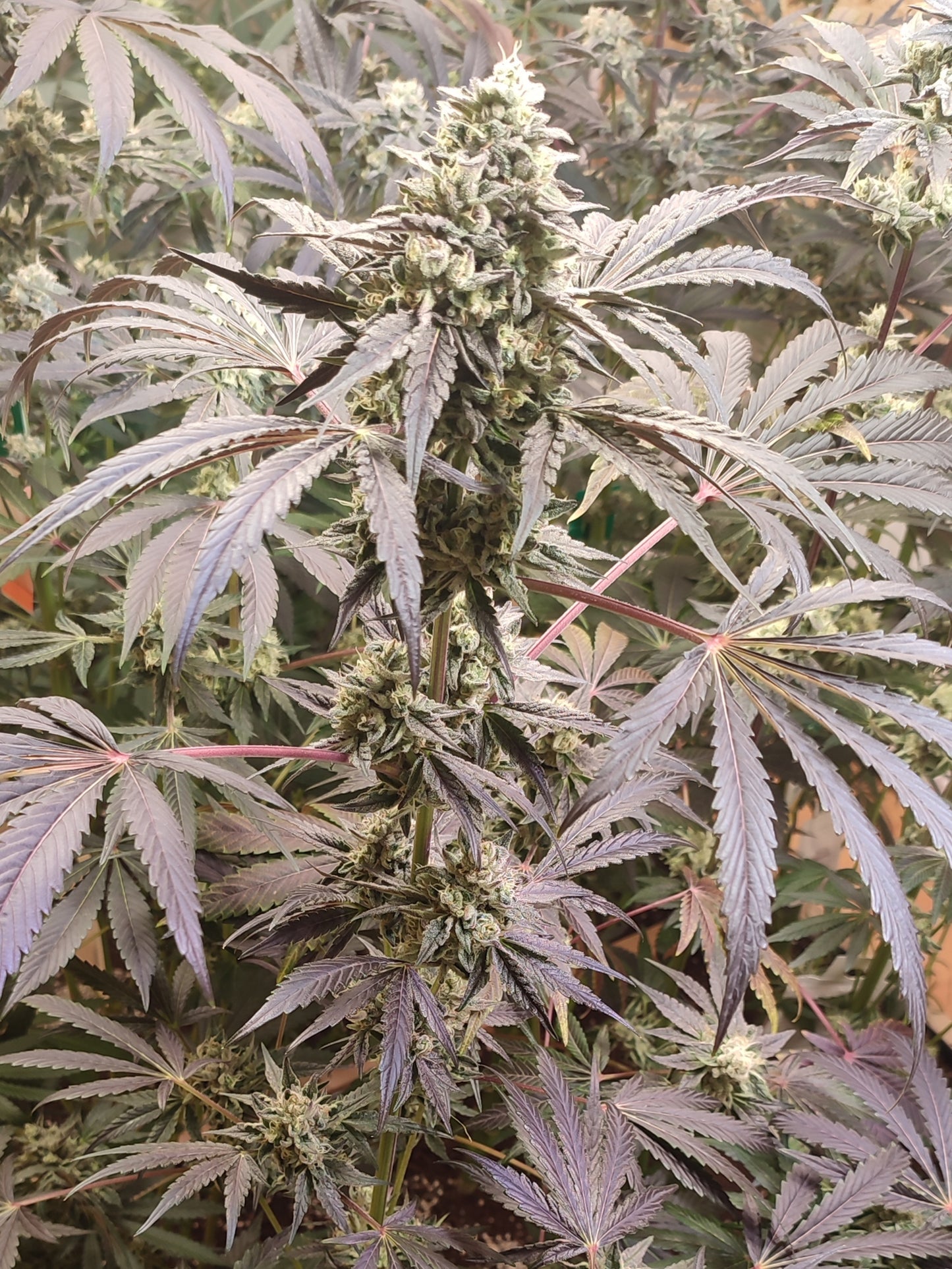 Spice of Life Seeds – Adventure Mix: Sweet Pink Grapefruit Edition