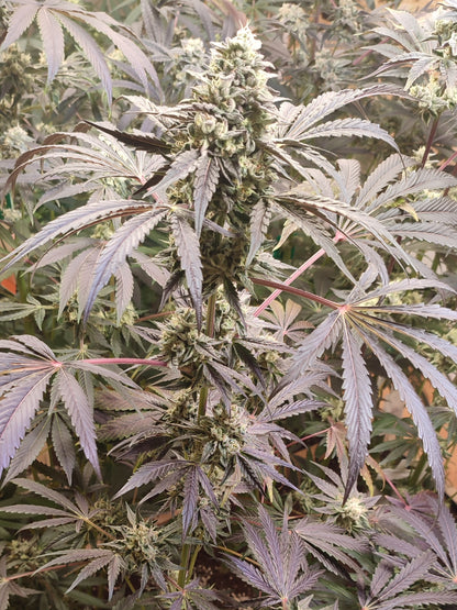 Spice of Life Seeds – Adventure Mix: Sweet Pink Grapefruit Edition