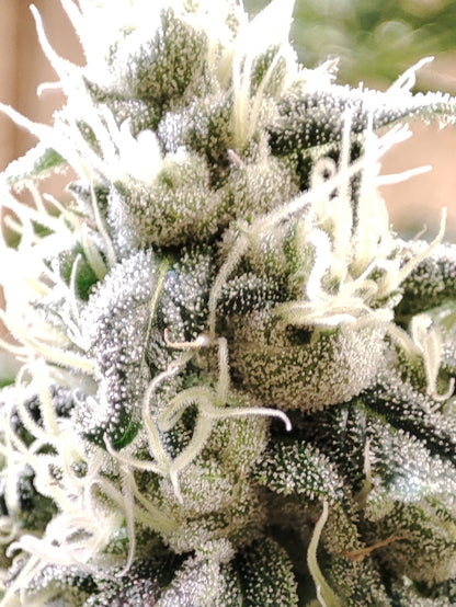 🌿 Seeds of Anarchy – Gorgon (feminisierte Photoflower-Samen)