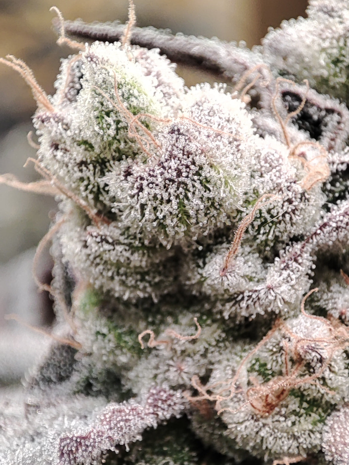 🌿 Seeds of Anarchy – Gorgon (feminisierte Photoflower-Samen)