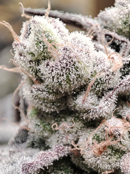 🌿 Seeds of Anarchy – Gorgon (feminisierte Photoflower-Samen)