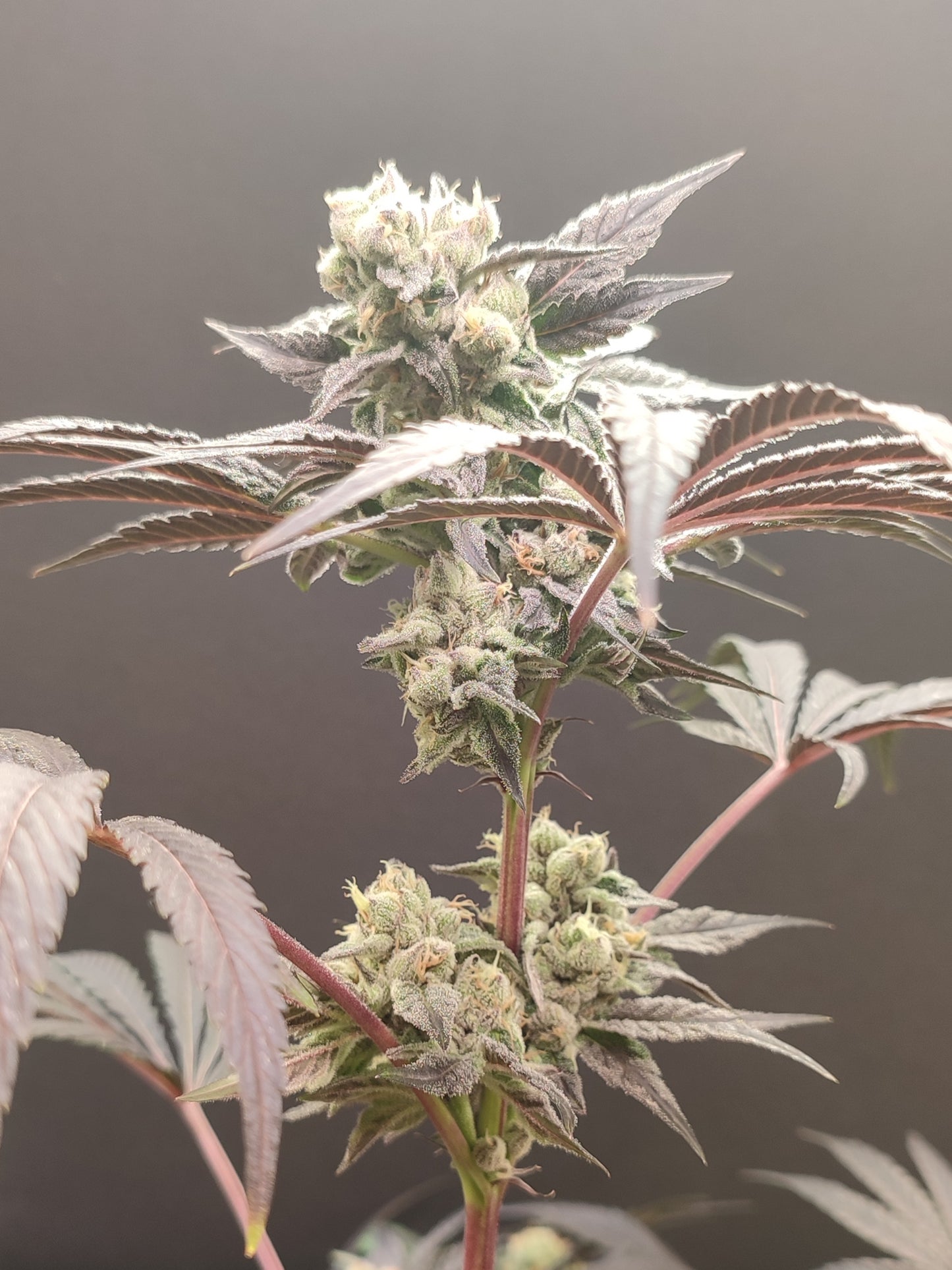🌿 Seeds of Anarchy – Naughty Dawg (feminisierte Photoflower-Samen)