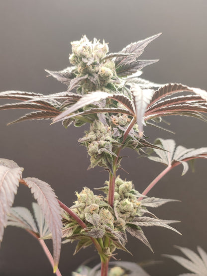 🌿 Seeds of Anarchy – Naughty Dawg (feminisierte Photoflower-Samen)
