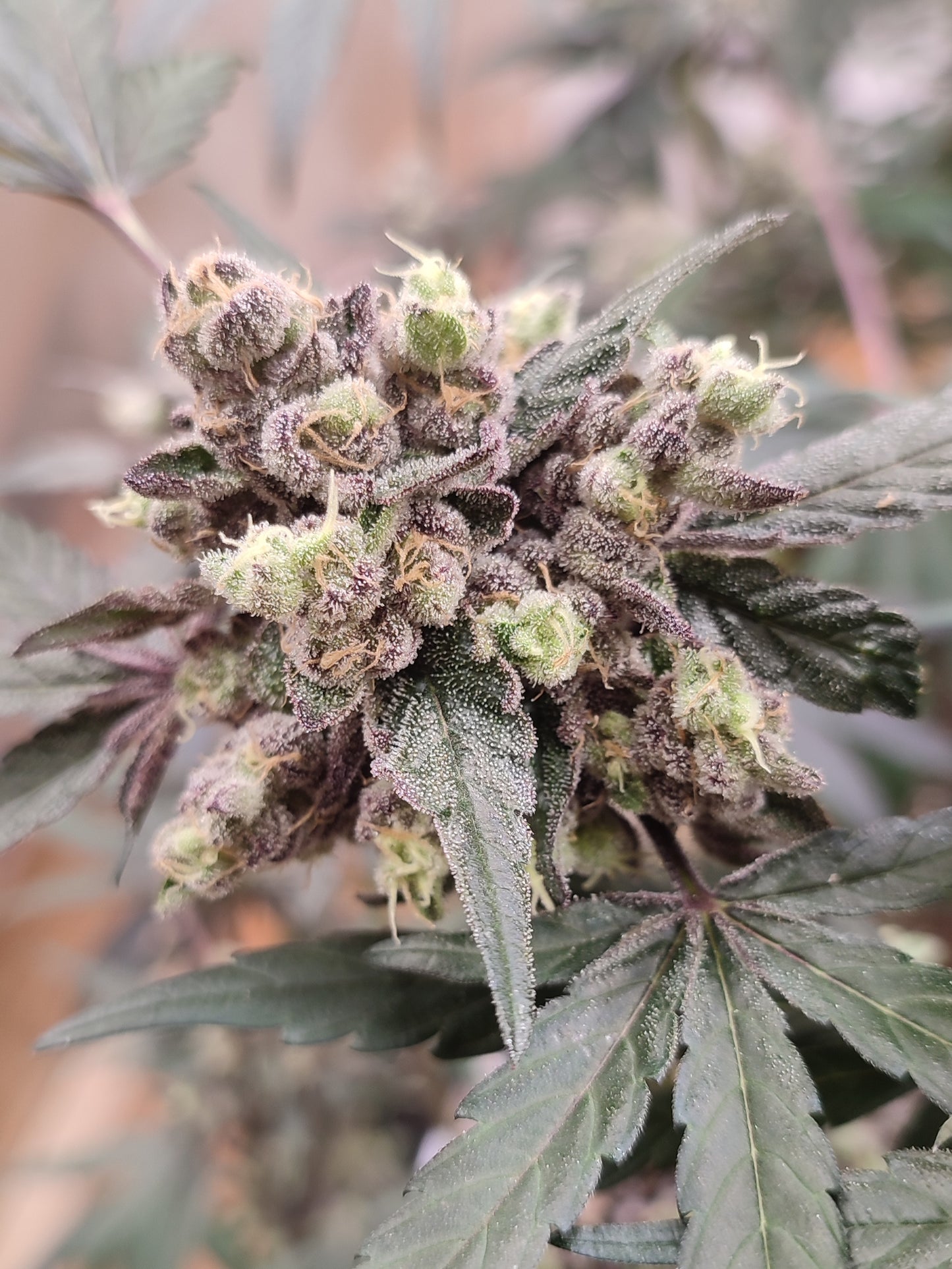 Spice of Life Seeds – Adventure Mix: Sweet Pink Grapefruit Edition