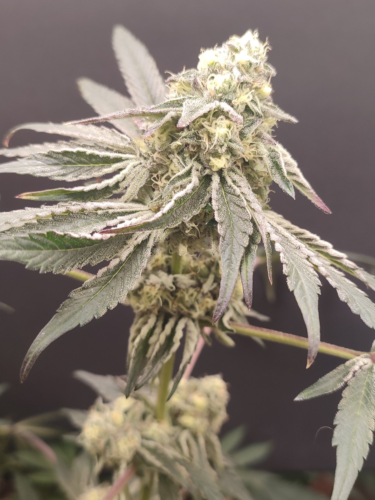 🌿 Seeds of Anarchy – Slurpicle (feminized photoflower seeds)