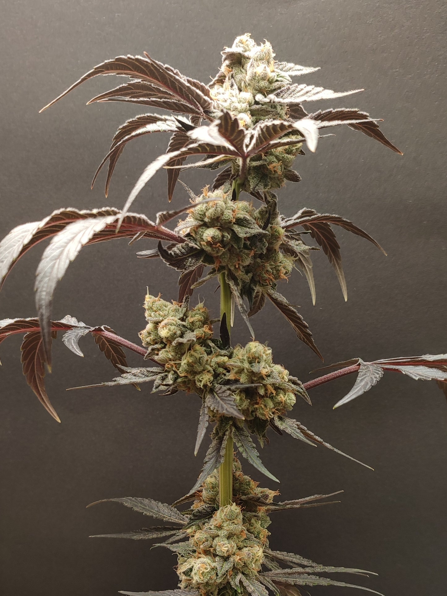 🌿 Seeds of Anarchy – Spritzade (feminisierte Photoflower-Samen)