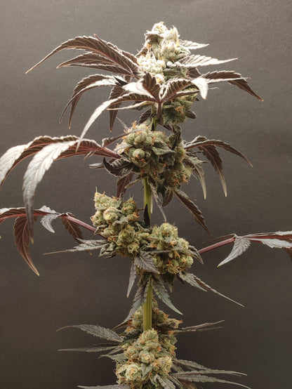 🌿 Seeds of Anarchy – Spritzade (feminisierte Photoflower-Samen)