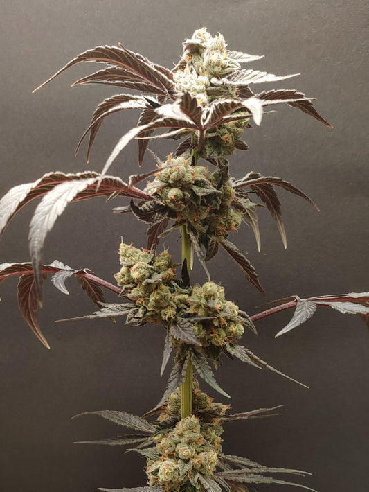 🌿 Seeds of Anarchy – Spritzade (feminized Photoflower seeds)