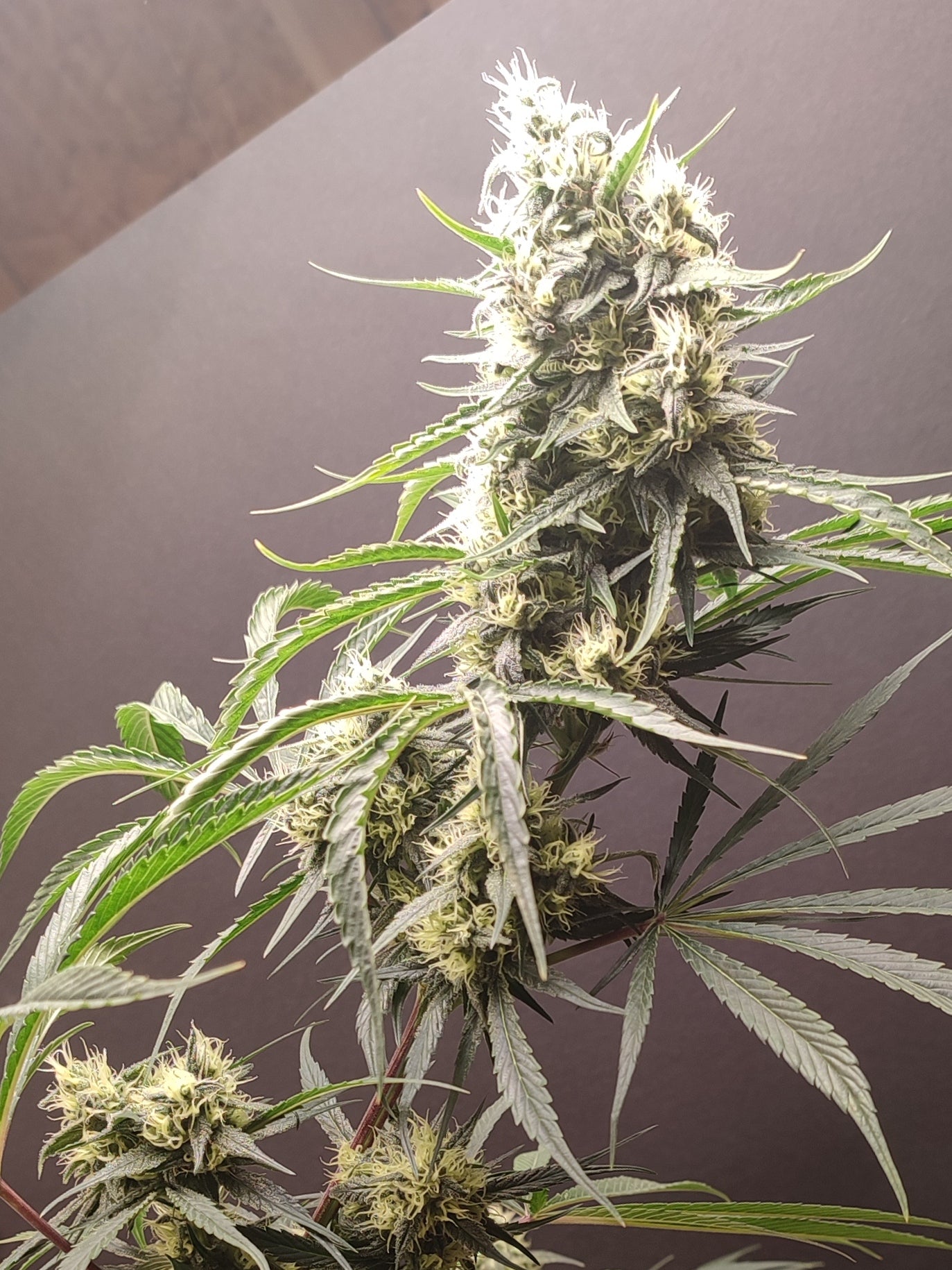 🌿 Seeds of Anarchy – Gunk (feminisierte Photoflower-Samen)