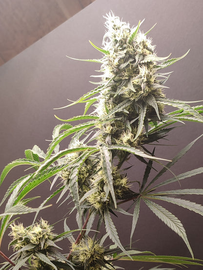 🌿 Seeds of Anarchy – Gunk (feminisierte Photoflower-Samen)