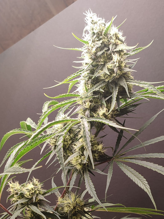 🌿 Seeds of Anarchy – Gunk (feminized photoflower seeds)