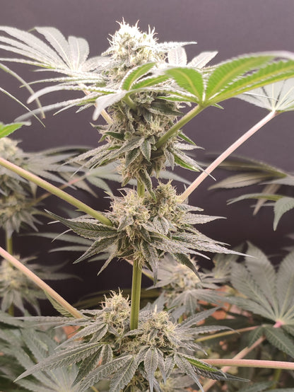 🌿 Spice of Life Seeds – Adventure Mix: Shishkaberry Edition (4 feminisierte Samen)