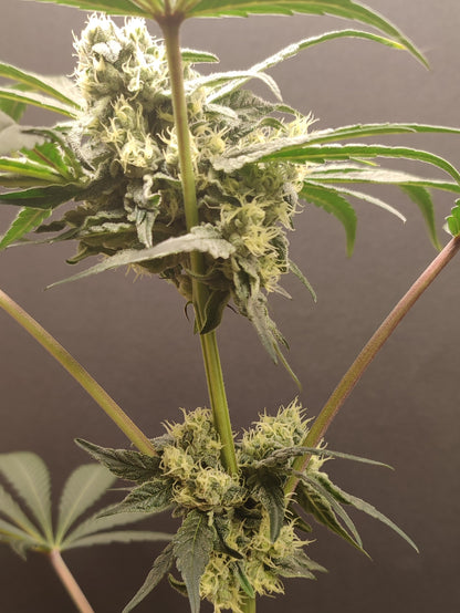 🌿 Seeds of Anarchy – The Epstein List (feminized Photoflower seeds)