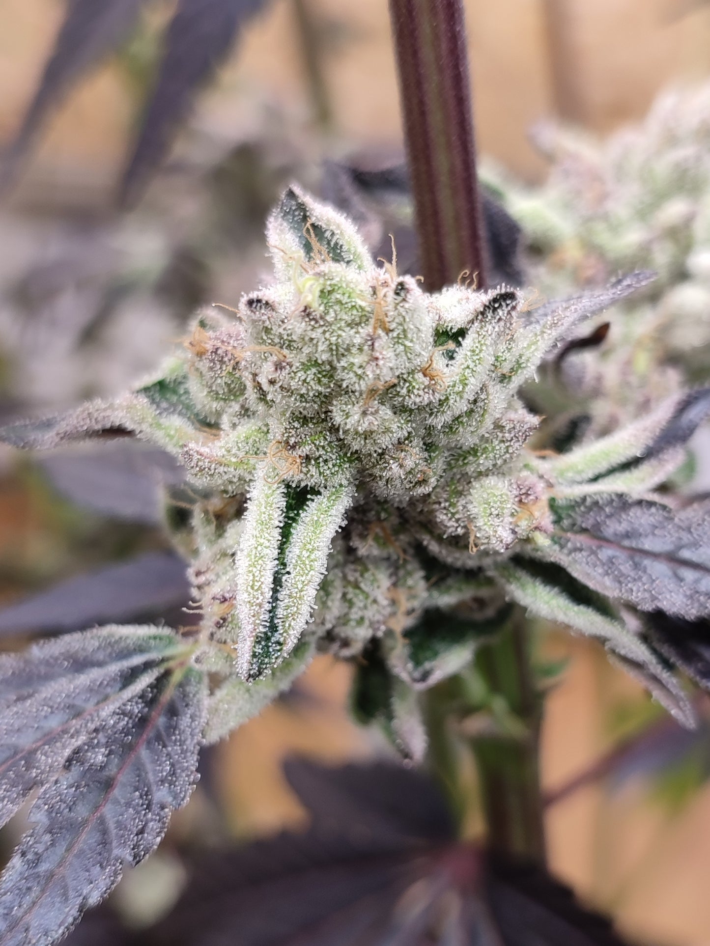 Spice of Life Seeds – Adventure Mix: Sweet Pink Grapefruit Edition