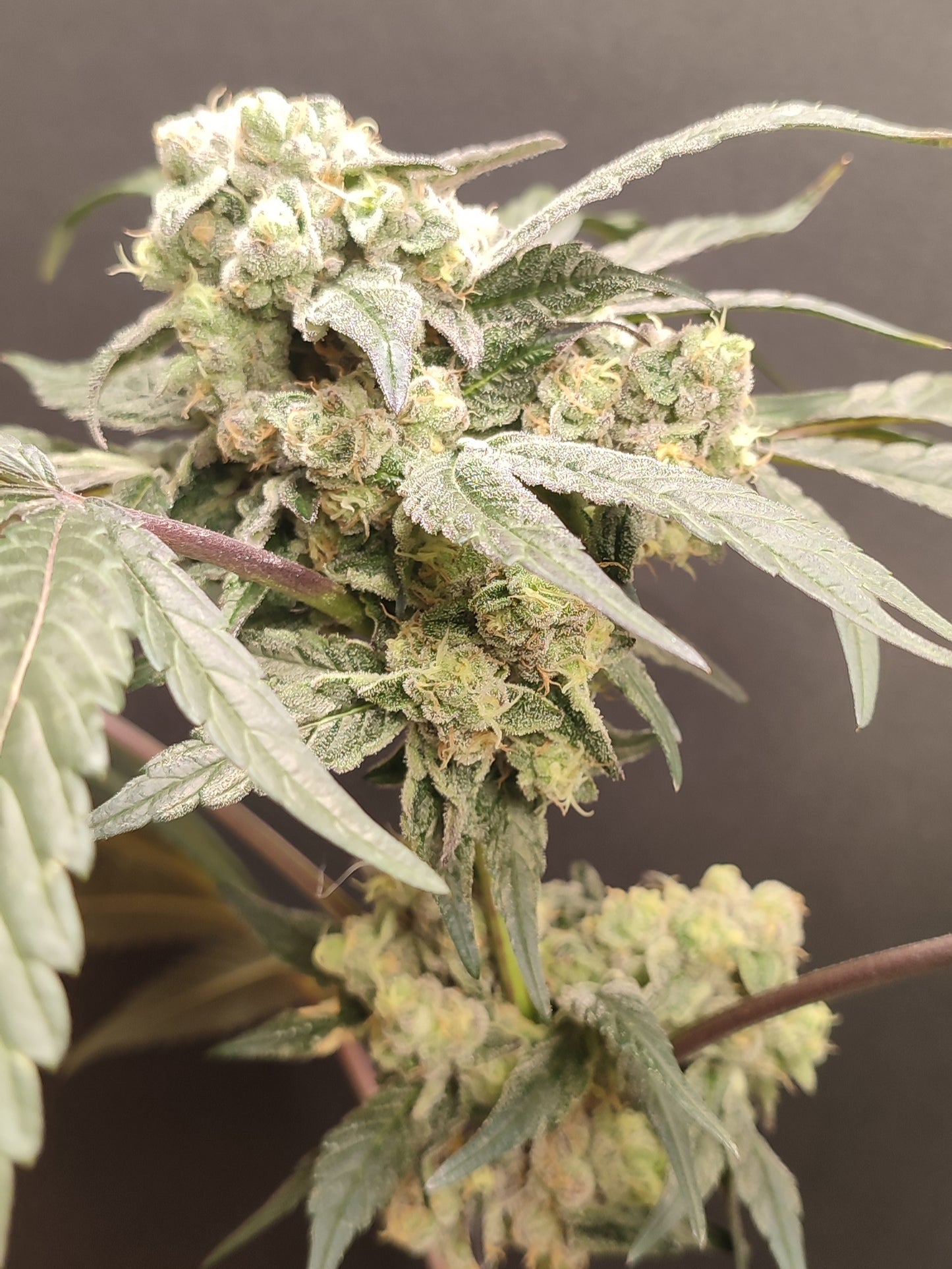 🌿 Seeds of Anarchy – The Epstein List (feminized Photoflower seeds)