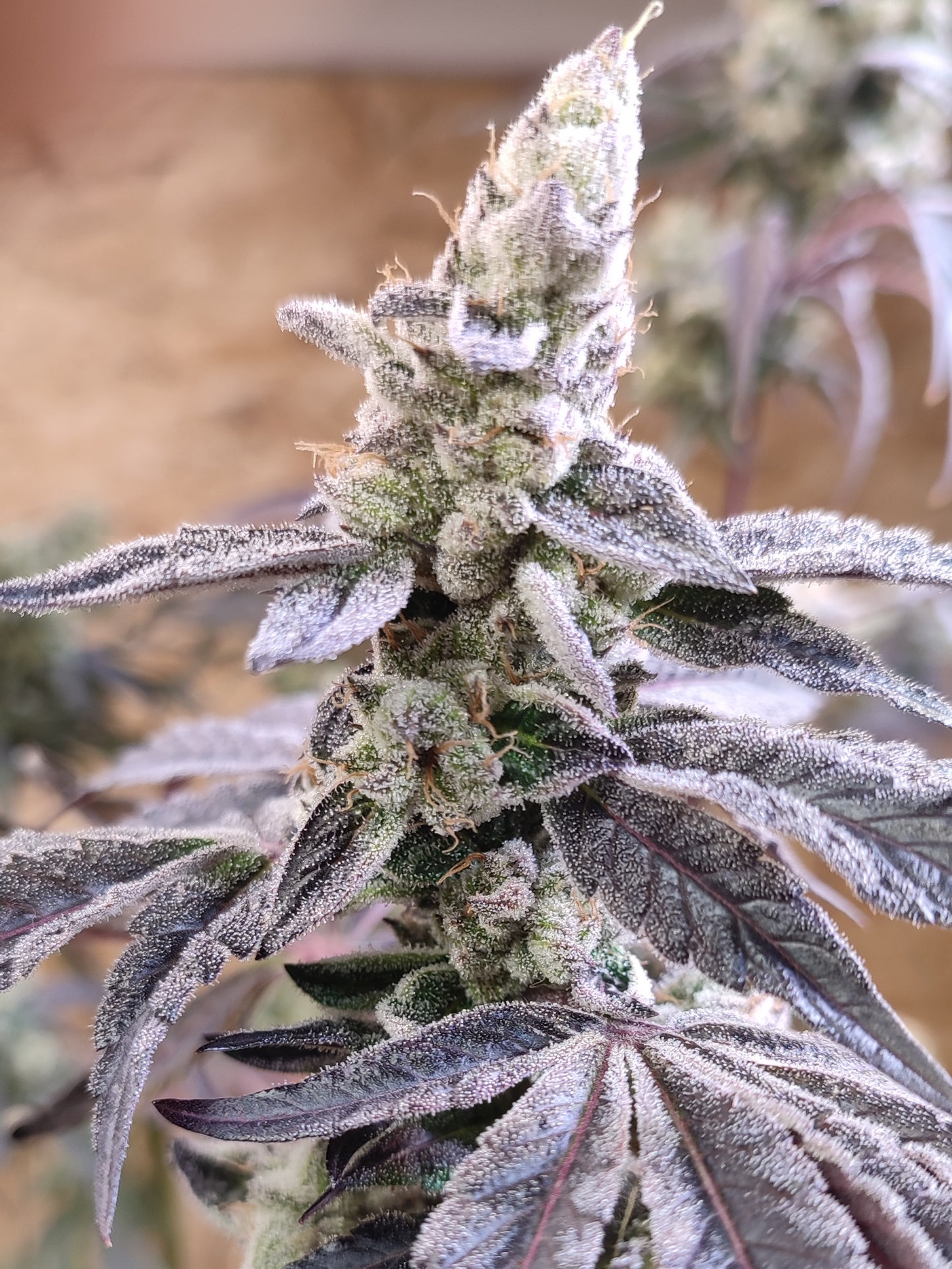 🌿 Seeds of Anarchy – Naughty Dawg (feminisierte Photoflower-Samen)