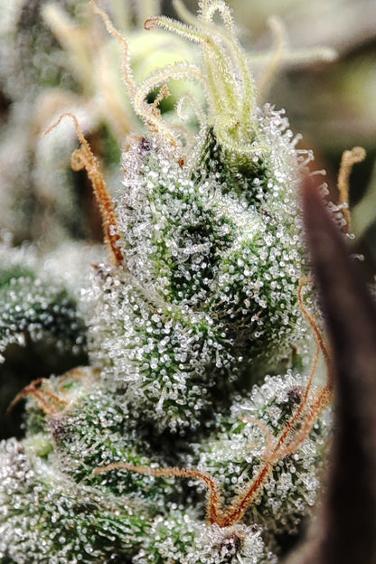 🌿 Seeds of Anarchy – Gunk (feminisierte Photoflower-Samen)