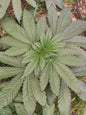 Adventure Mix Shishkaberry derivative edition, wuchsstarke cannabis Genetik Genetik, hybriden mit 25% Shishkaberry Genetik 