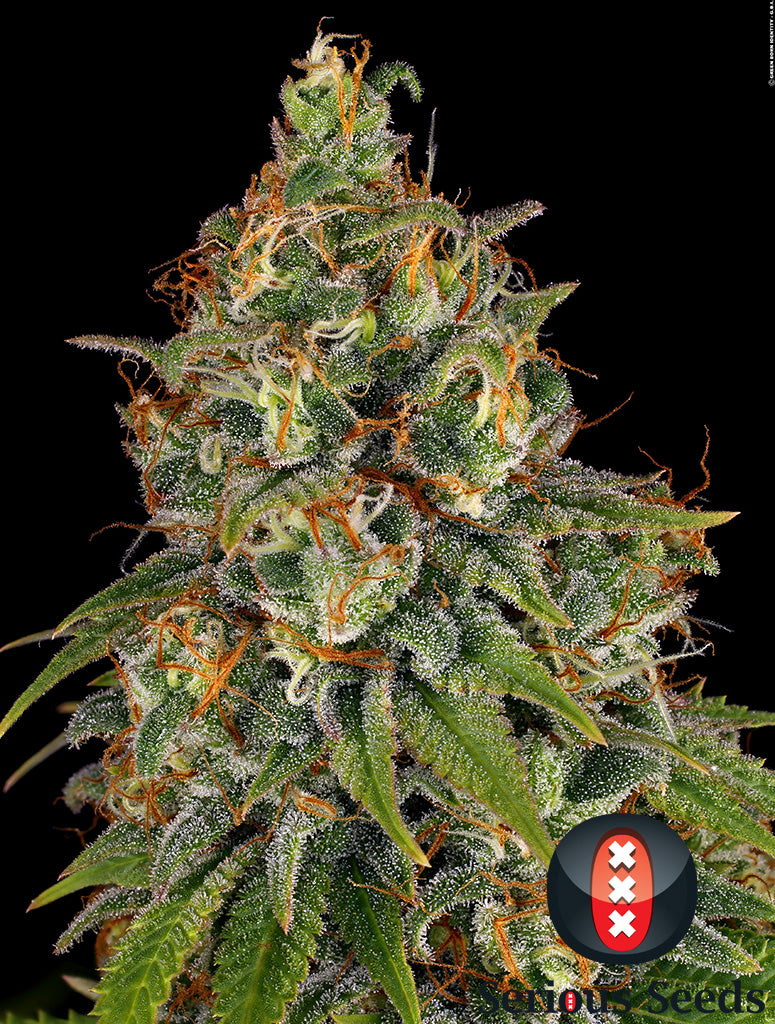 Strawberry AK