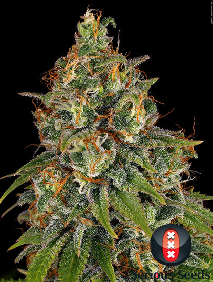Strawberry AK
