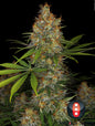 Strawberry AK