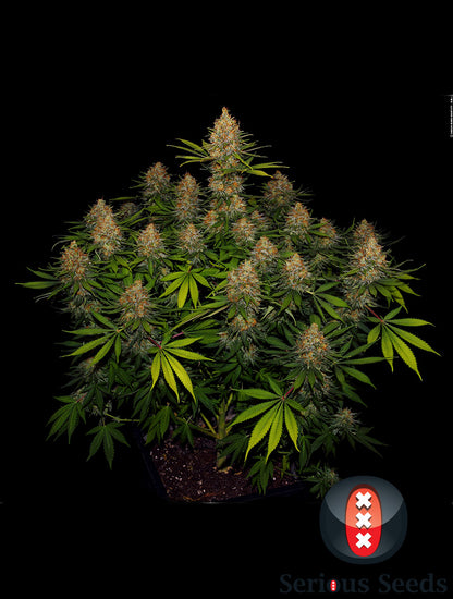 Strawberry AK